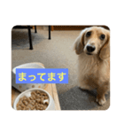 ごはんを待つミニチュアダックスフント（個別スタンプ：4）