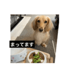 ごはんを待つミニチュアダックスフント（個別スタンプ：5）