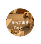 ごはんを待つミニチュアダックスフント（個別スタンプ：6）