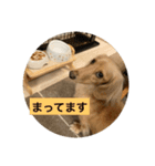 ごはんを待つミニチュアダックスフント（個別スタンプ：7）