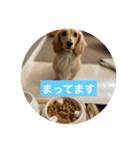 ごはんを待つミニチュアダックスフント（個別スタンプ：8）