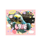 ミィちゃんのインコスタンプ！！（個別スタンプ：3）