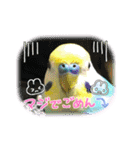ミィちゃんのインコスタンプ！！（個別スタンプ：4）