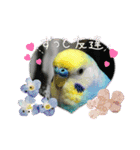 ミィちゃんのインコスタンプ！！（個別スタンプ：5）