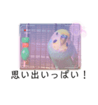 ミィちゃんのインコスタンプ！！（個別スタンプ：6）