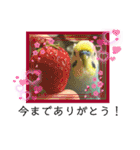 ミィちゃんのインコスタンプ！！（個別スタンプ：9）