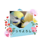 ミィちゃんのインコスタンプ！！（個別スタンプ：10）