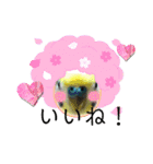 ミィちゃんのインコスタンプ！！（個別スタンプ：11）