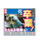 ミィちゃんのインコスタンプ！！（個別スタンプ：12）