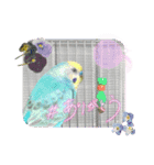 ミィちゃんのインコスタンプ！！（個別スタンプ：16）