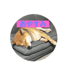 看板犬ハチandゆう（個別スタンプ：3）