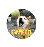 看板犬ハチandゆう（個別スタンプ：13）