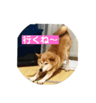 看板犬ハチandゆう（個別スタンプ：16）