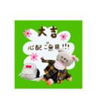 nicoちゃん⑤『癒しのおみくじ』（個別スタンプ：19）