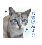 碧王子(猫)のお言葉（個別スタンプ：1）