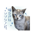 碧王子(猫)のお言葉（個別スタンプ：4）