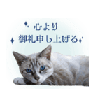 碧王子(猫)のお言葉（個別スタンプ：5）