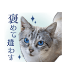 碧王子(猫)のお言葉（個別スタンプ：14）