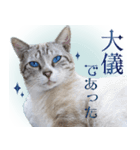 碧王子(猫)のお言葉（個別スタンプ：15）