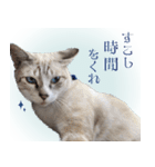 碧王子(猫)のお言葉（個別スタンプ：20）