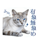 碧王子(猫)のお言葉（個別スタンプ：24）