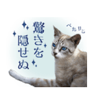 碧王子(猫)のお言葉（個別スタンプ：30）