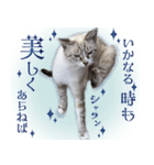 碧王子(猫)のお言葉（個別スタンプ：32）