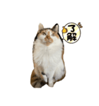 ☆neko（個別スタンプ：1）