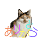 ☆neko（個別スタンプ：2）