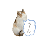 ☆neko（個別スタンプ：3）