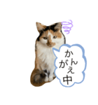 ☆neko（個別スタンプ：4）