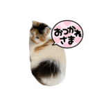 ☆neko（個別スタンプ：5）