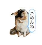 ☆neko（個別スタンプ：6）