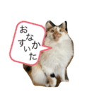 ☆neko（個別スタンプ：7）