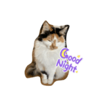 ☆neko（個別スタンプ：8）