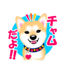 柴犬チャムくんのラインスタンプ（個別スタンプ：1）