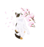 三毛猫ミカたんお花シリーズ（個別スタンプ：2）