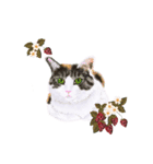 三毛猫ミカたんお花シリーズ（個別スタンプ：5）
