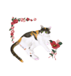 三毛猫ミカたんお花シリーズ（個別スタンプ：7）
