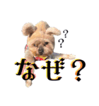 Jina is my best friend.(with Metor)（個別スタンプ：5）