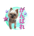 Jina is my best friend.(with Metor)（個別スタンプ：7）