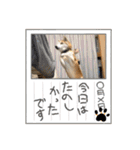 表情豊かな柴犬Kちゃん第二発目（個別スタンプ：14）