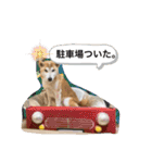 表情豊かな柴犬Kちゃん第二発目（個別スタンプ：26）