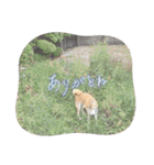 表情豊かな柴犬Kちゃん第二発目（個別スタンプ：27）