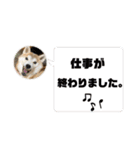 表情豊かな柴犬Kちゃん第二発目（個別スタンプ：28）