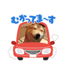 表情豊かな柴犬Kちゃん第二発目（個別スタンプ：29）