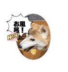 表情豊かな柴犬Kちゃん第二発目（個別スタンプ：30）