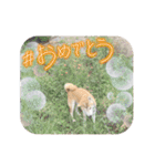 表情豊かな柴犬Kちゃん第二発目（個別スタンプ：31）