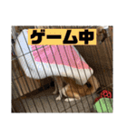 表情豊かな柴犬Kちゃん第二発目（個別スタンプ：34）