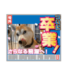 表情豊かな柴犬Kちゃん第二発目（個別スタンプ：39）